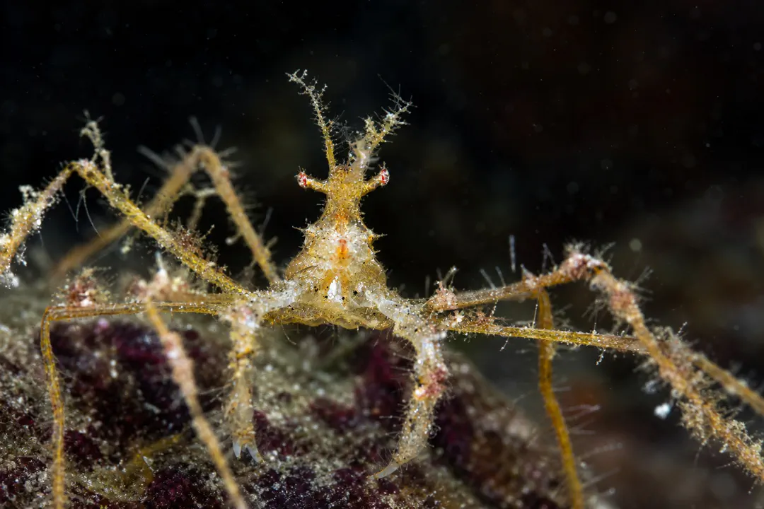 Soft Coral Spider Crab (Achaeus spinosus)