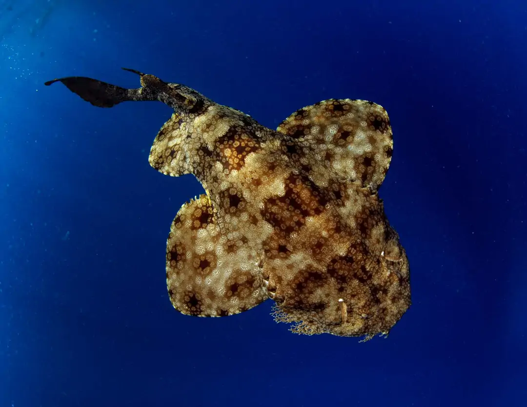 Seabook: Tasselled Wobbegong