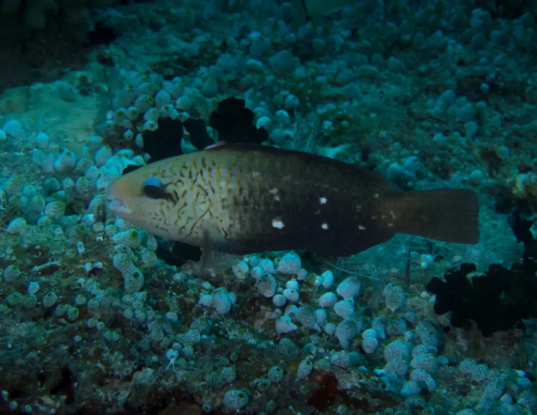 Seabook: Daisy Parrotfish (female)