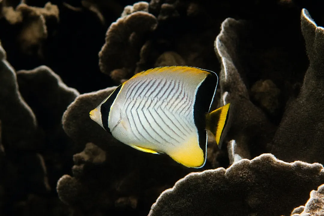 Chevron Butterflyfish (juvenile) (Chaetodon trifascialis)