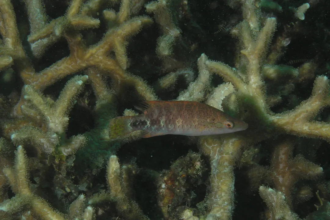 Slender Maori Wrasse (juvenile) (Oxycheilinus celebicus)