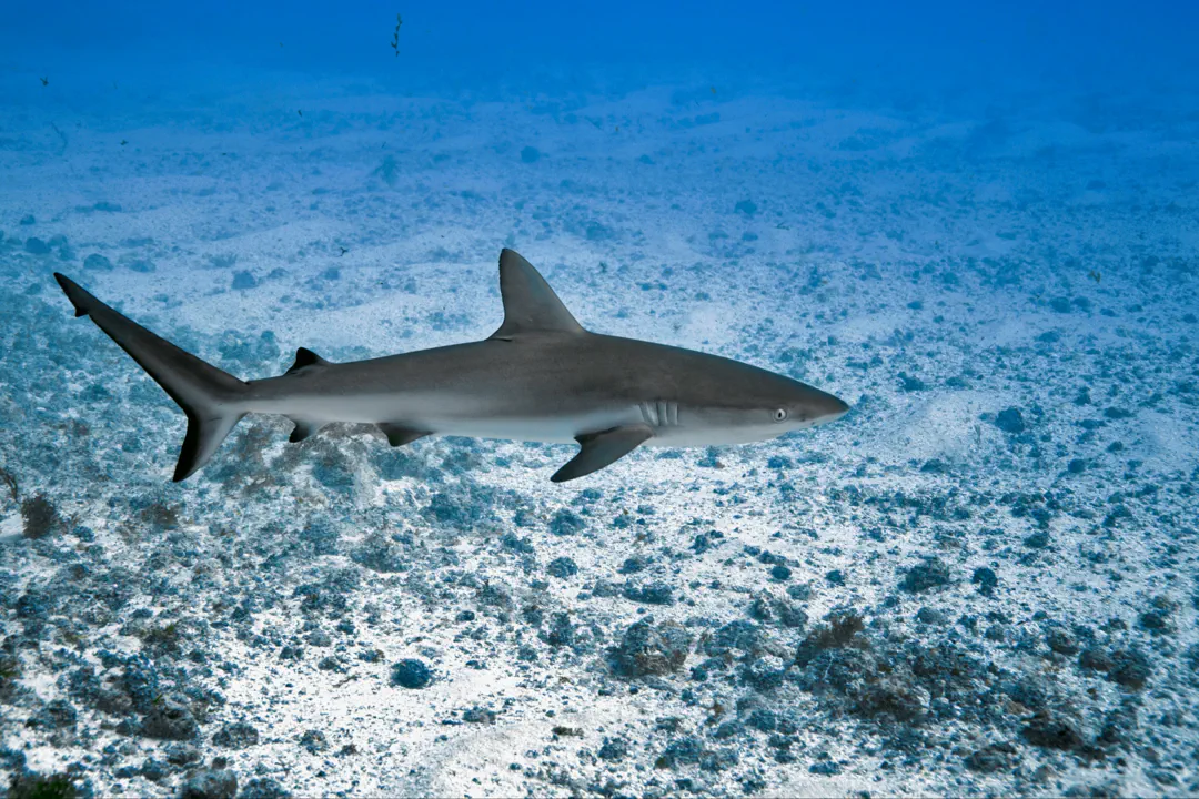 Galapagos Shark