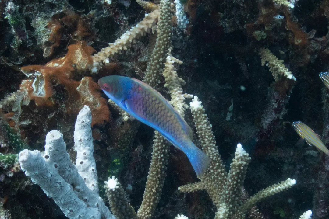 Blueside Wrasse (male)