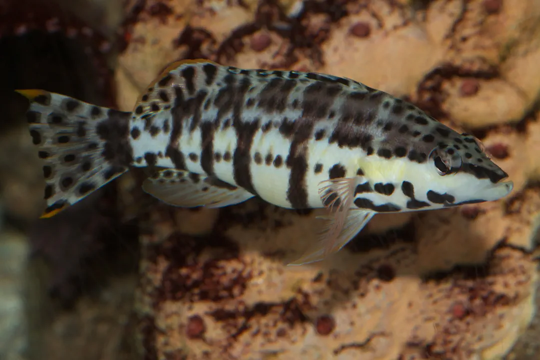 Harlequin Bass (Serranus tigrinus)