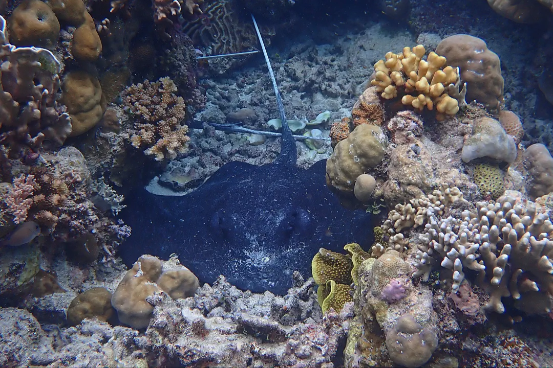 Mangrove Whipray (Himantura granulata)