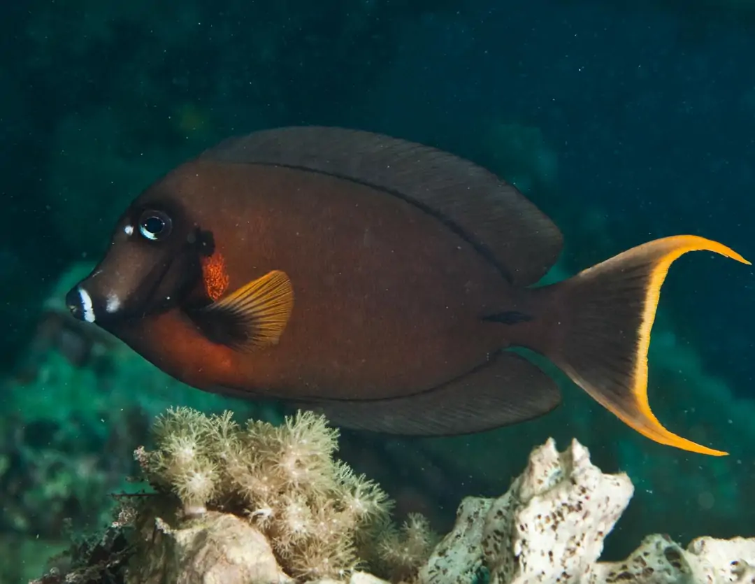 Seabook: Chocolate Surgeonfish