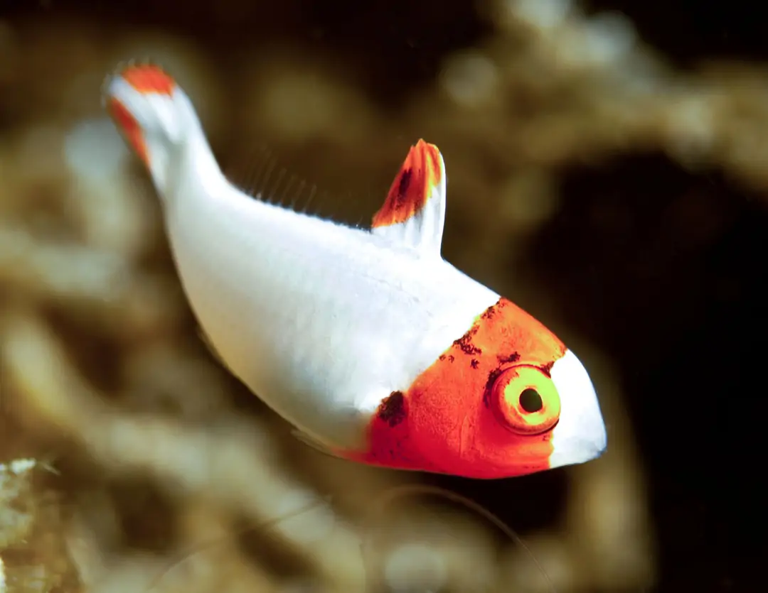 Seabook: Spotted Parrotfish (juvenile)