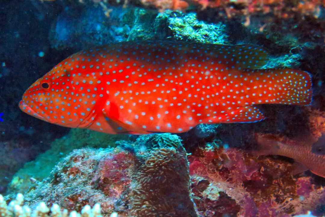 Coral Grouper (red) (Cephalopholis miniata)