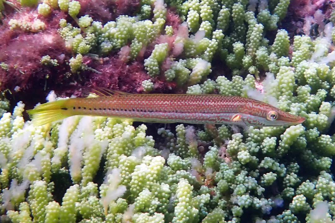 Cigar Wrasse (Cheilio inermis)