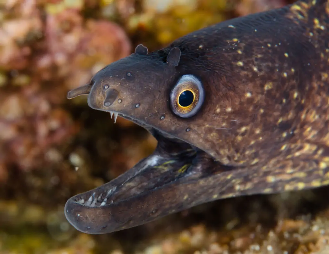 Seabook: Mediterranean Moray