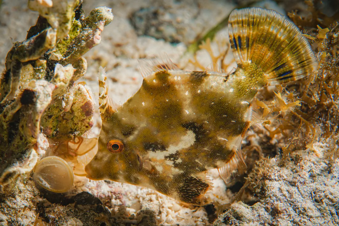 Bristle-tail Leatherjacket