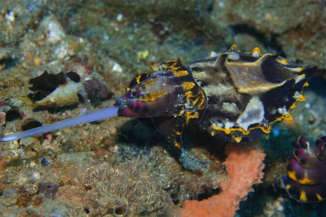 Flamboyant Cuttlefish (Metasepia pfefferi)