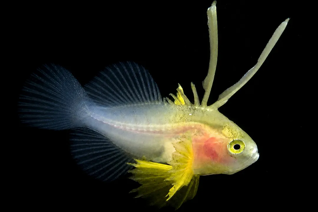 Barred Soapfish (juvenile) (Diploprion bifasciatum)