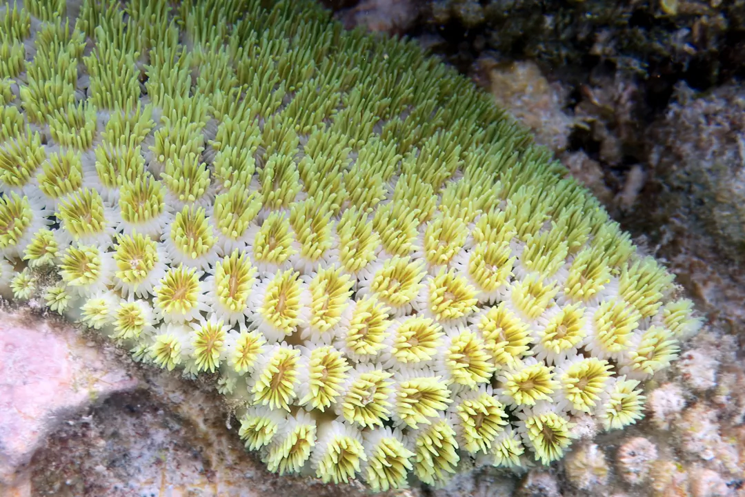 Galaxy Coral