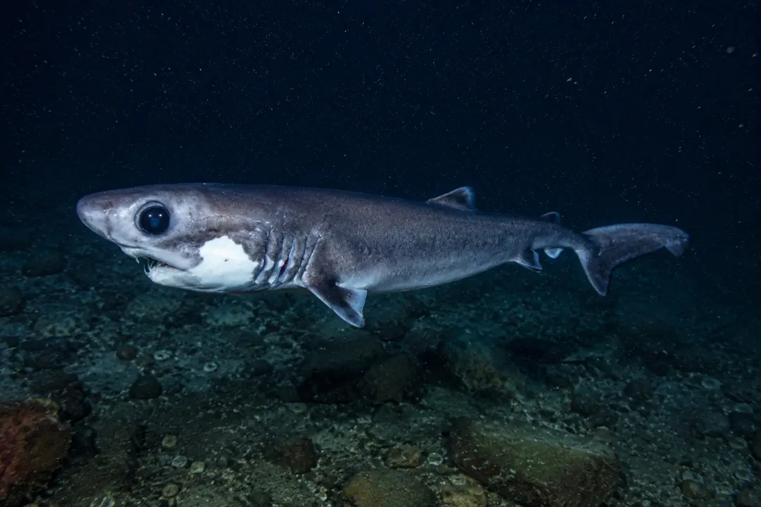 Crocodile Shark (Pseudocarcharias kamoharai)