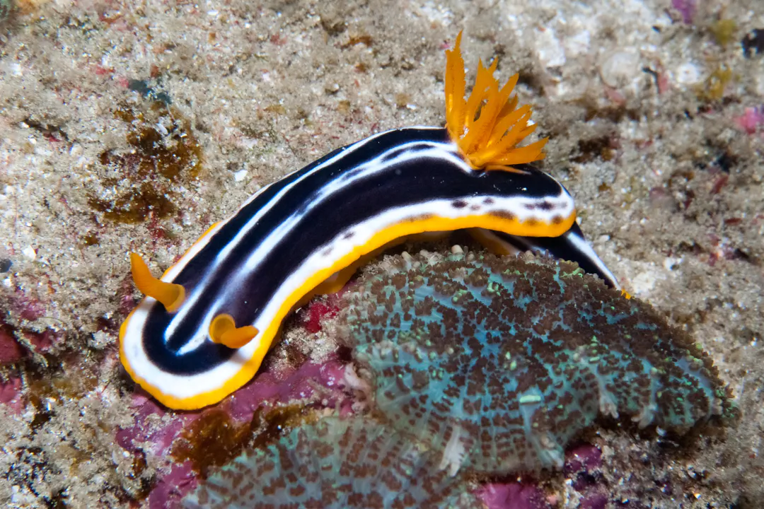 African Chromodorid