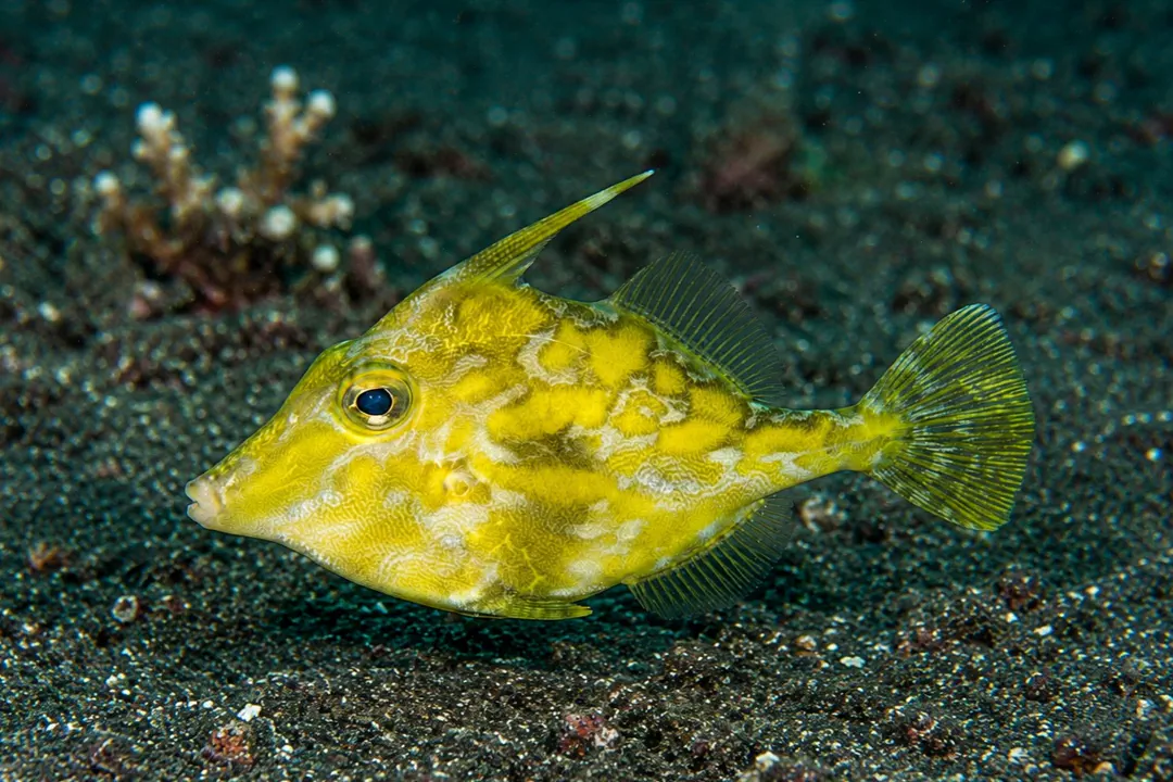 Hajam Filefish (Acreichthys hajam)