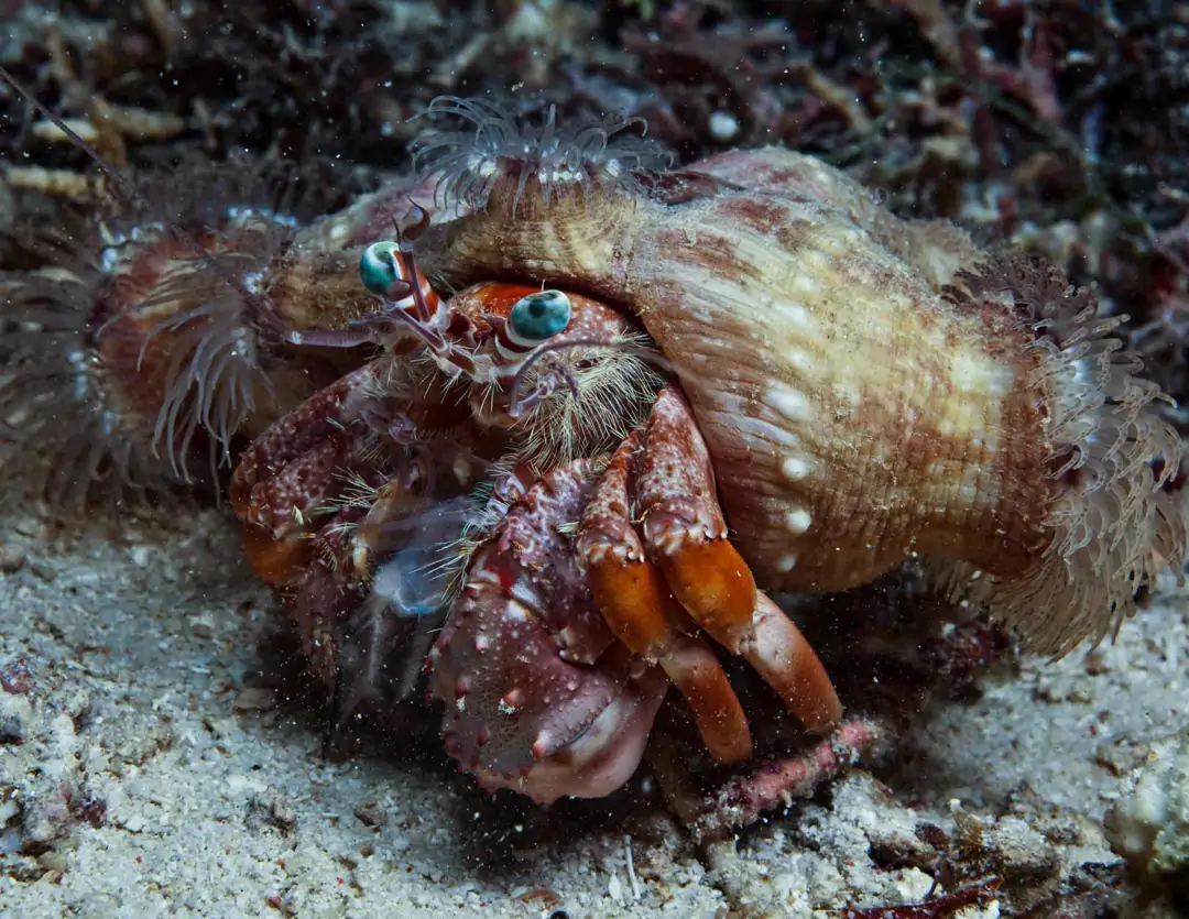 Seabook: Anemone Hermit Crab