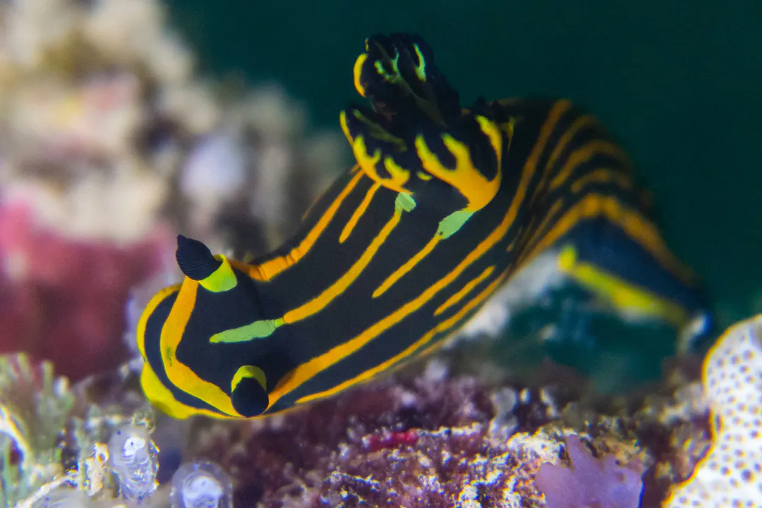 Orange-lined Tambja (Tambja affinis)