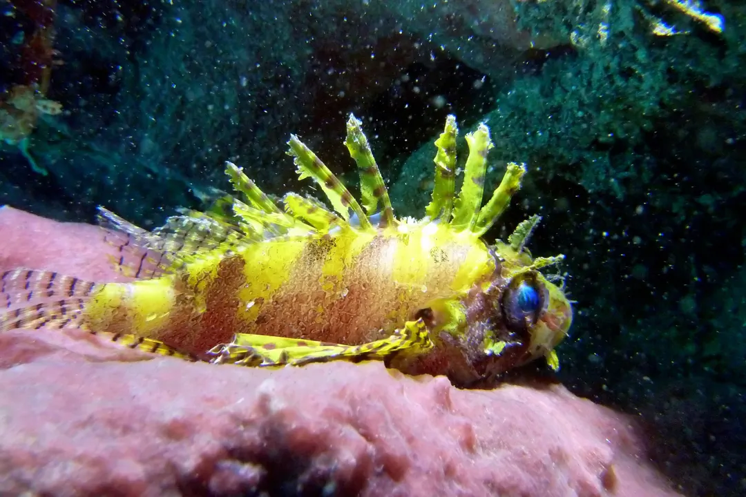 Dwarf Lionfish (yellow)