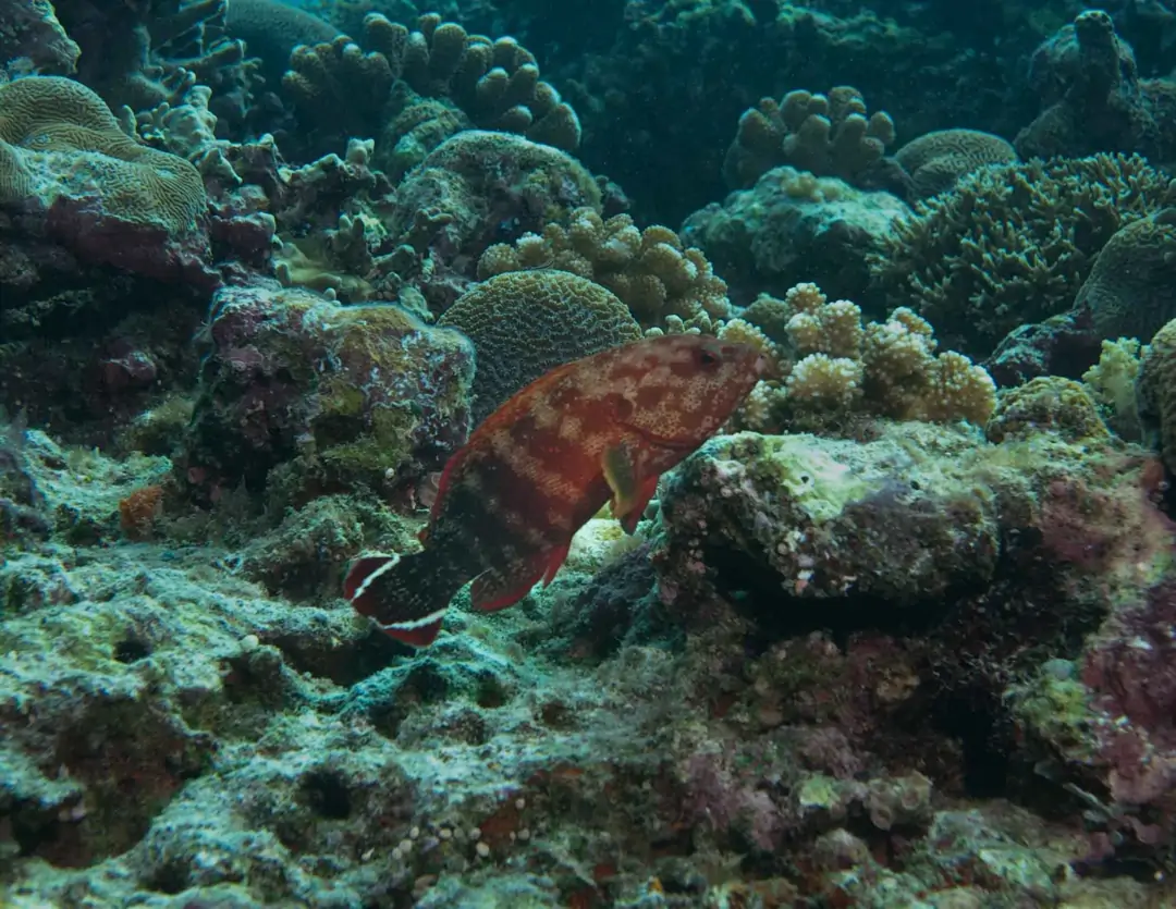 Seabook: Flagtail Grouper