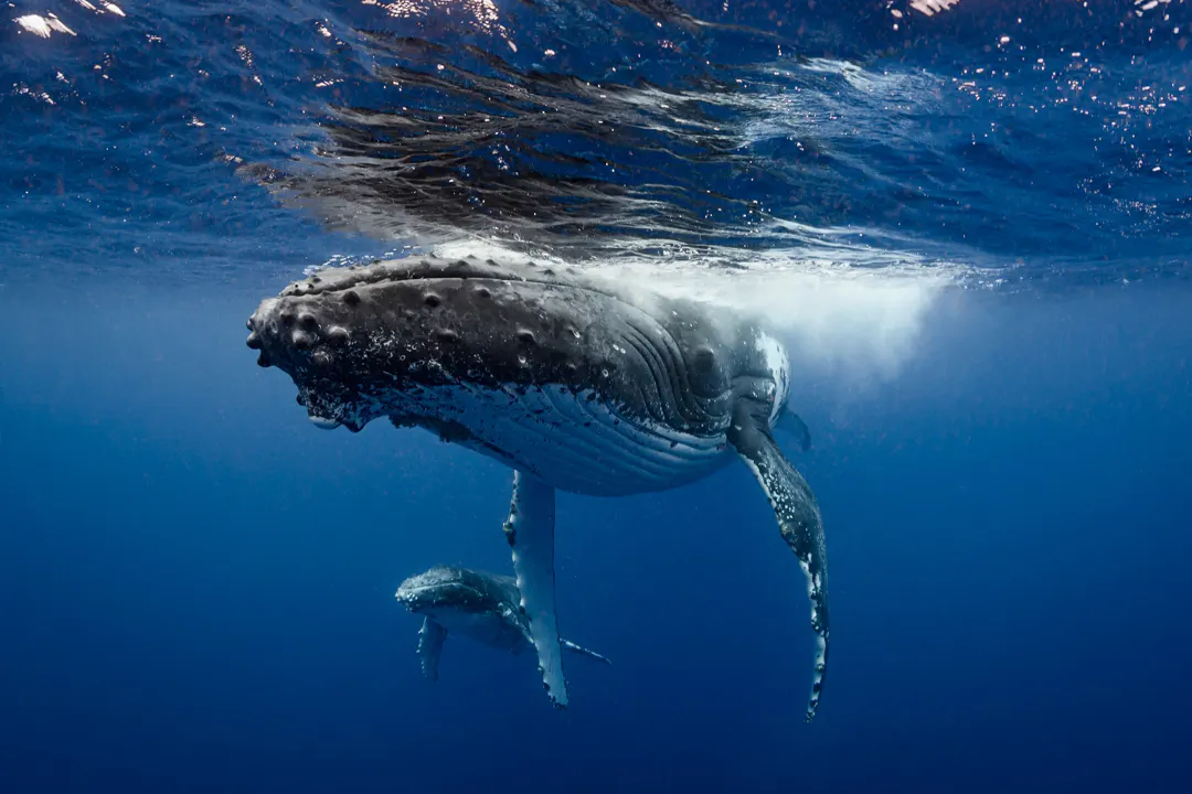 Humpback Whale
