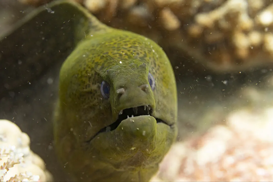 Giant Moray
