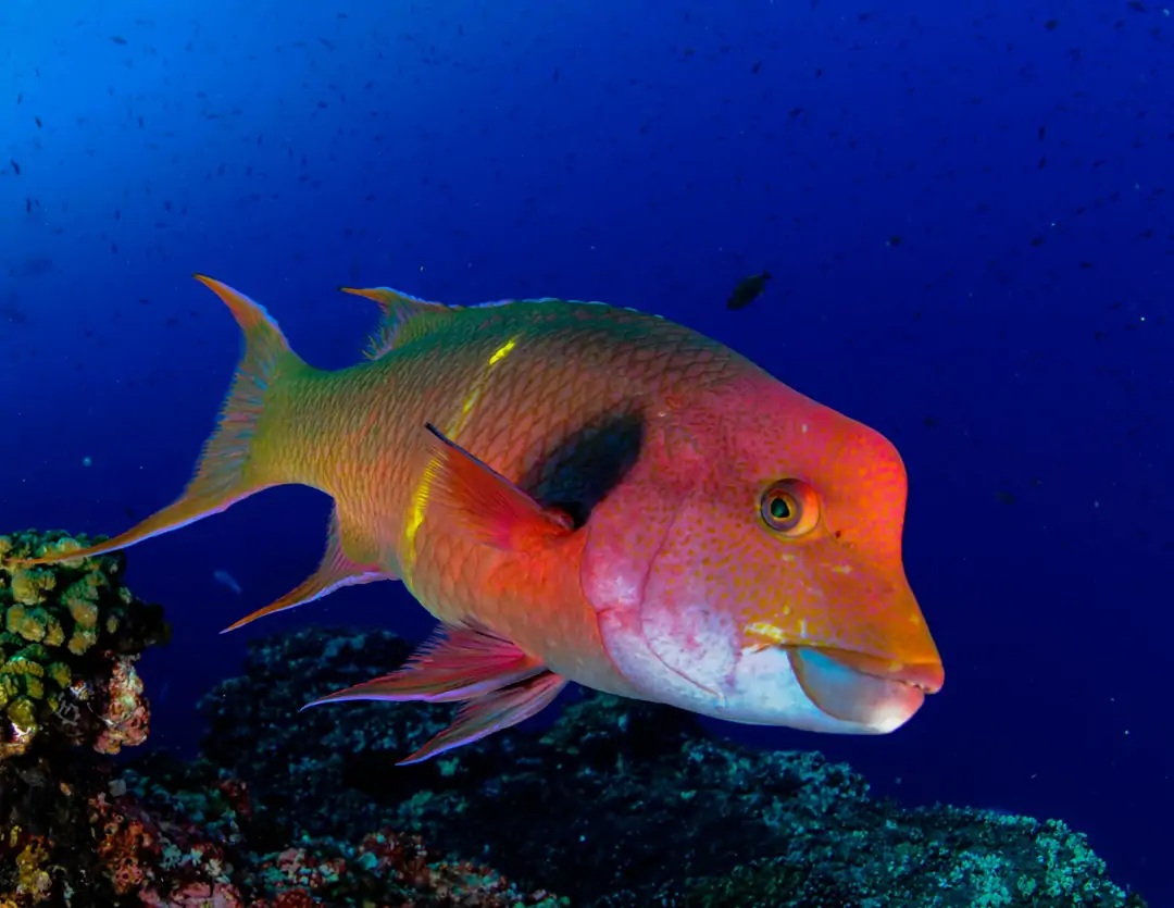 Seabook: Mexican Hogfish