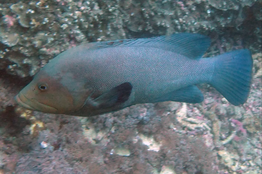 Redmouth Grouper (Aethaloperca rogaa)