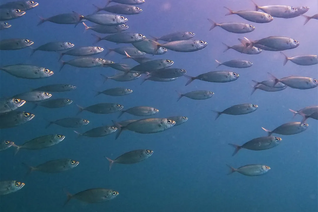Bigeye Scad