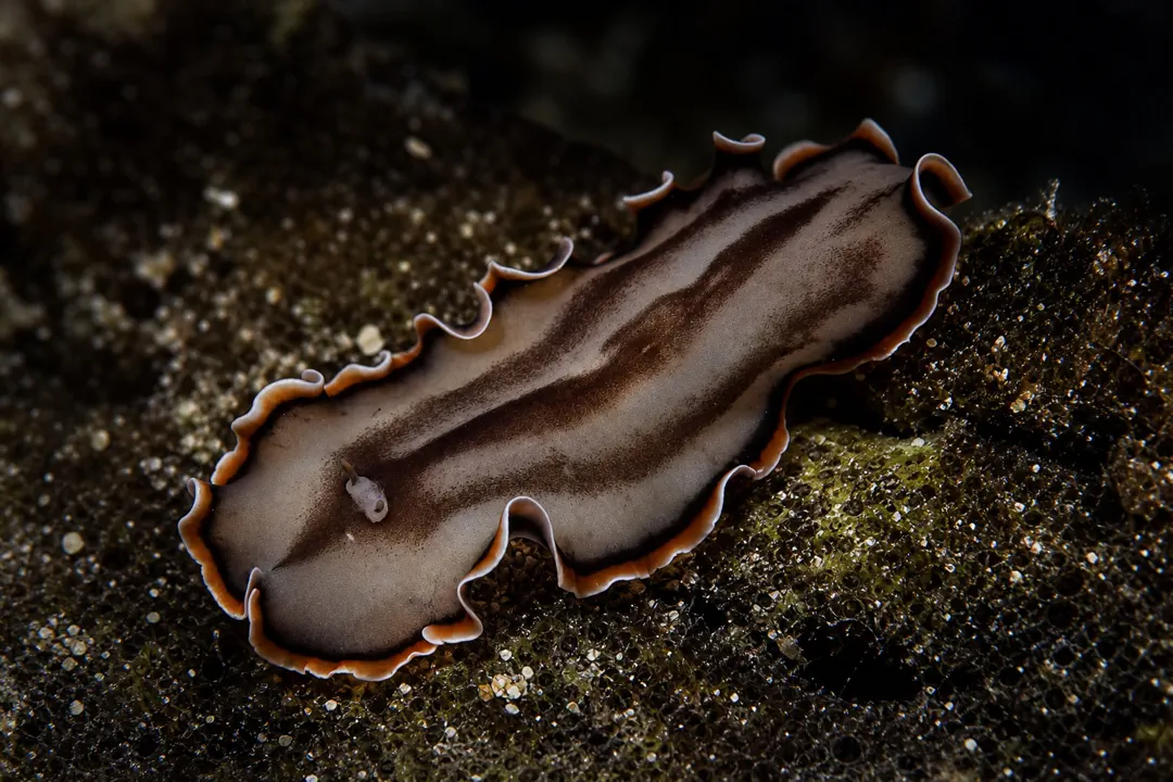 Orange and Gray Margin Flatworm (Callioplana marginata)