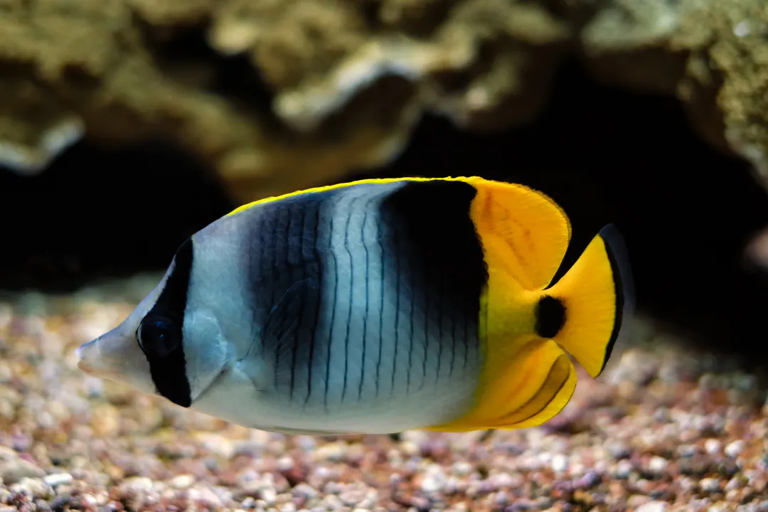 Pacific Double-saddle Butterflyfish (Chaetodon ulietensis)
