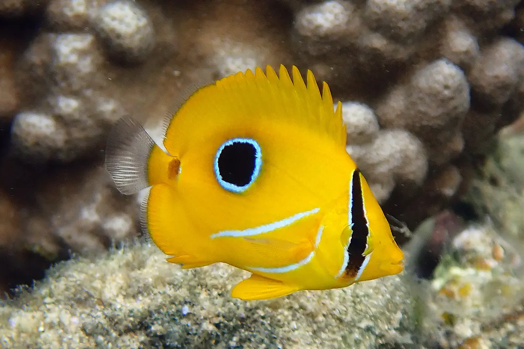 Eclipse Butterflyfish (Chaetodon bennetti)
