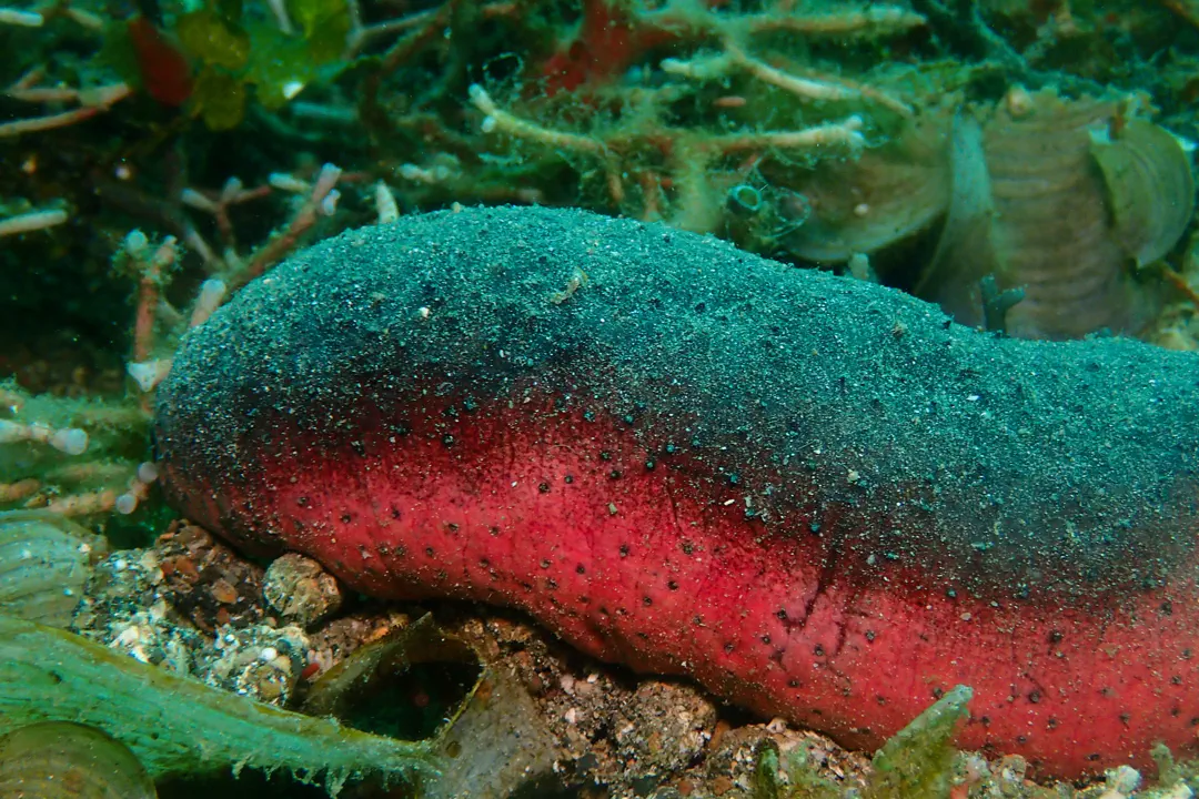 Pinkfish Sea Cucumber (Holothuria edulis)