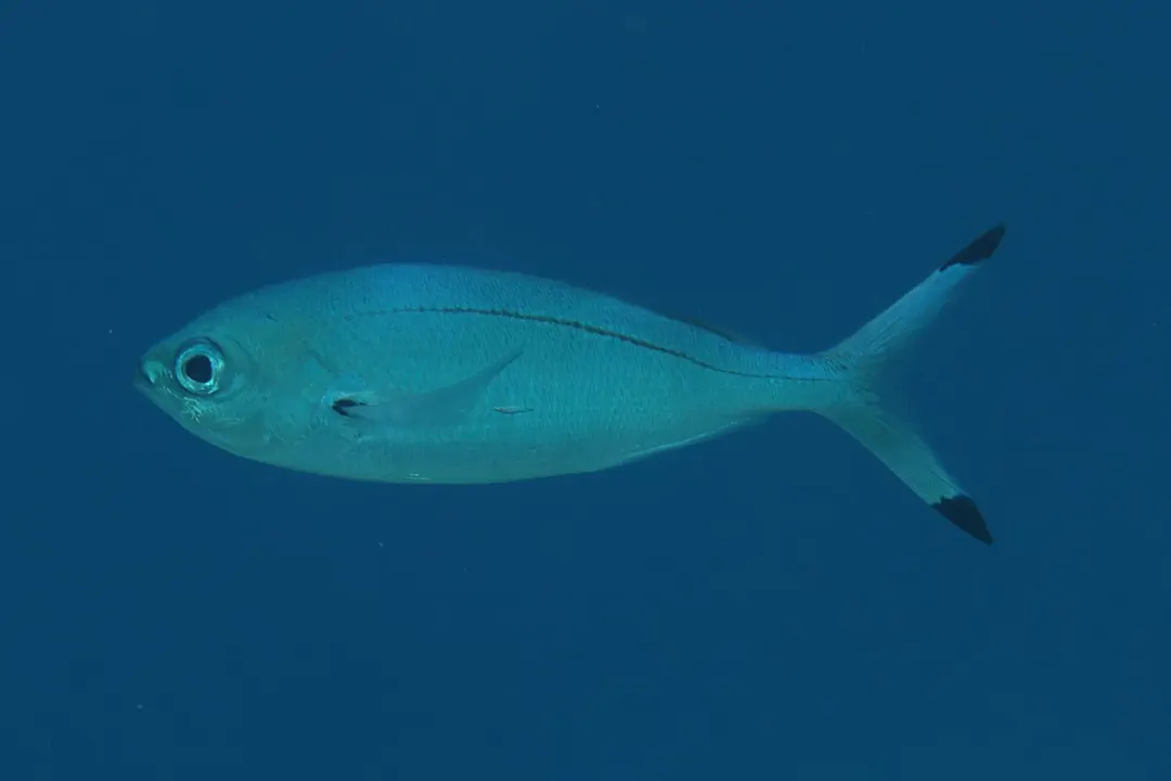 Lunar Fusilier (Caesio lunaris)