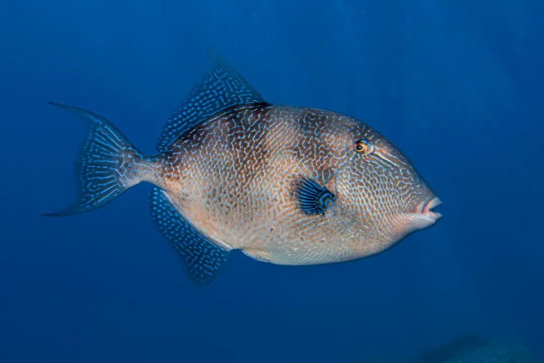 Grey Triggerfish
