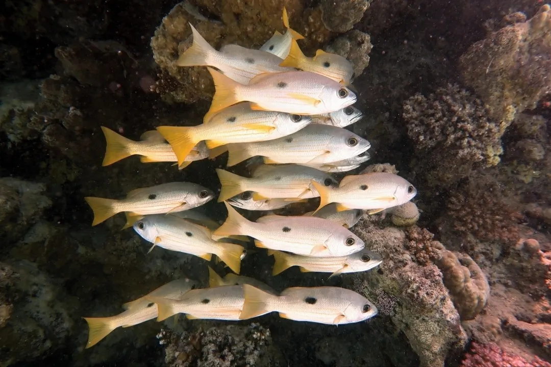 Ehrenberg's Snapper (Lutjanus ehrenbergii)