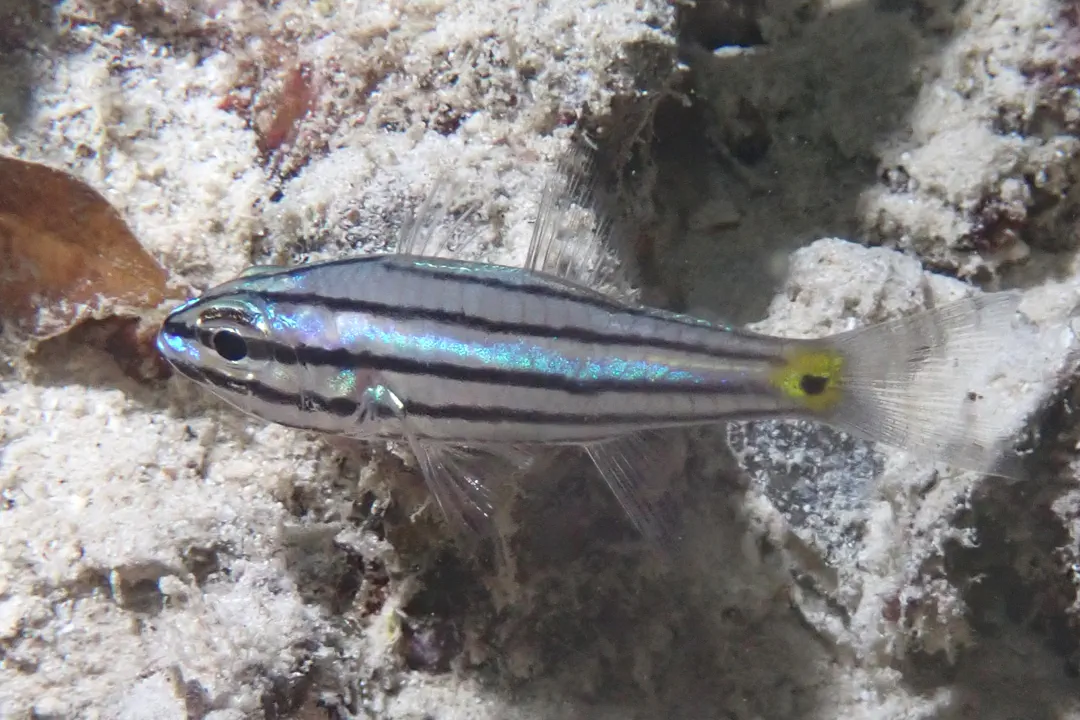 Fiveline Cardinalfish
