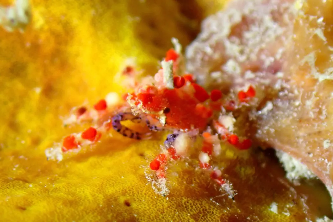 Cryptic Teardrop Crab