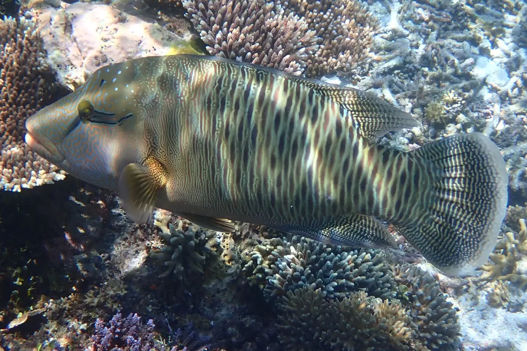 Napoleon Wrasse (motley) (Cheilinus undulatus)