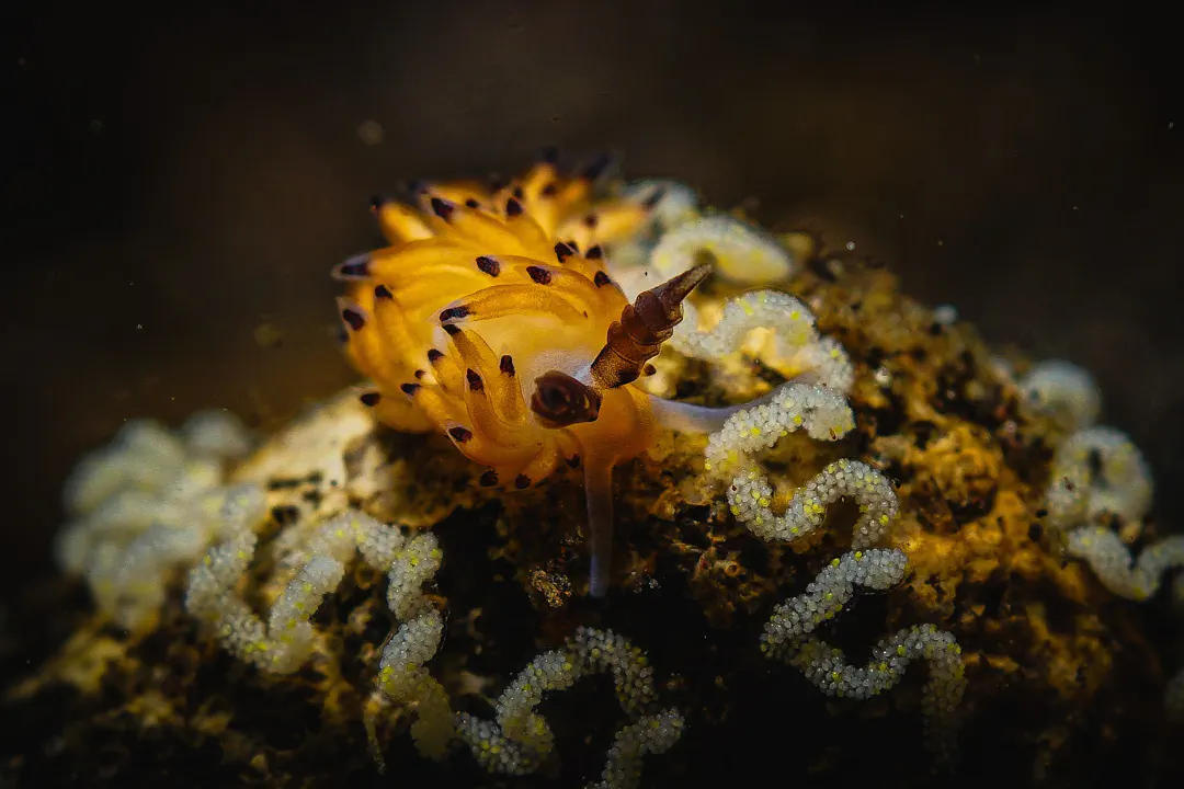 Ringed Favorinus