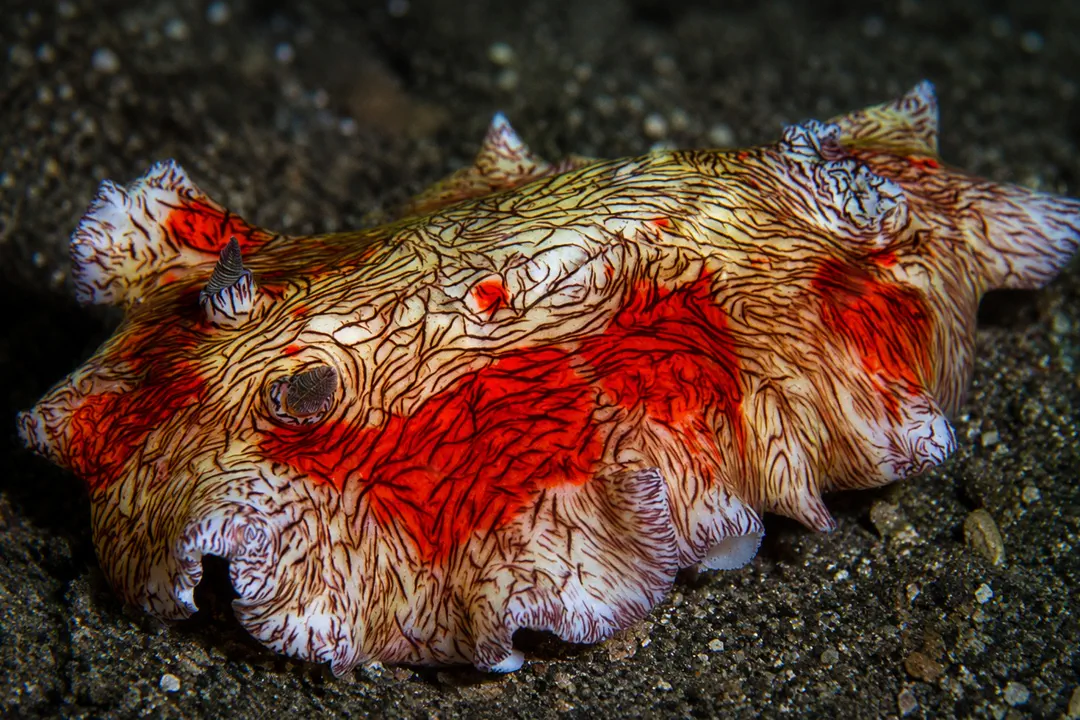 Red-splashed Platydoris (Platydoris cruenta)