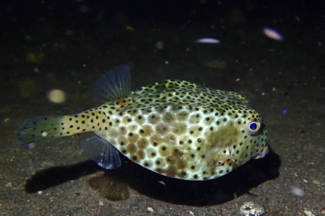 Horn-nose Boxfish