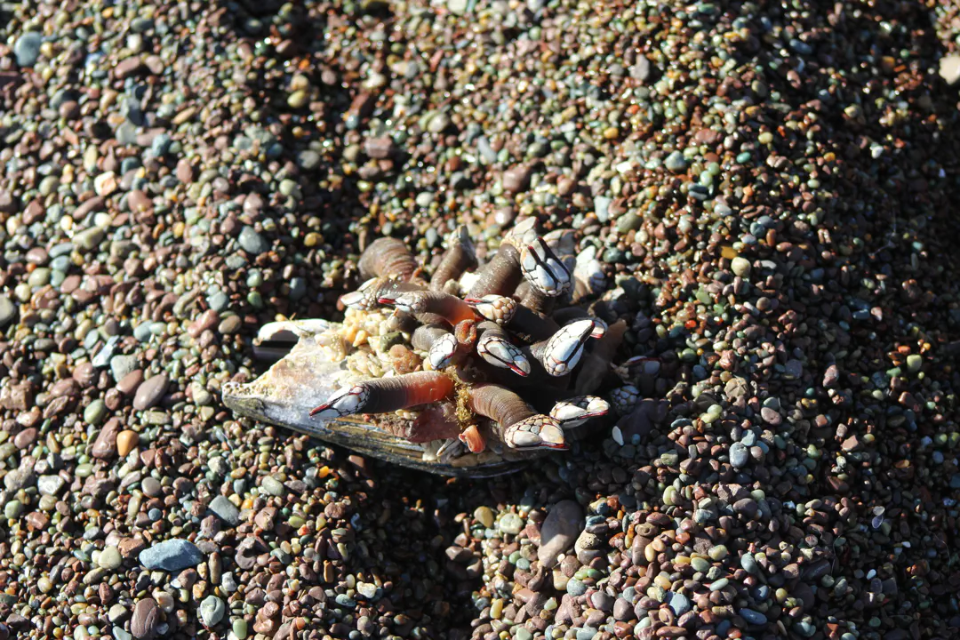 Gooseneck Barnacle