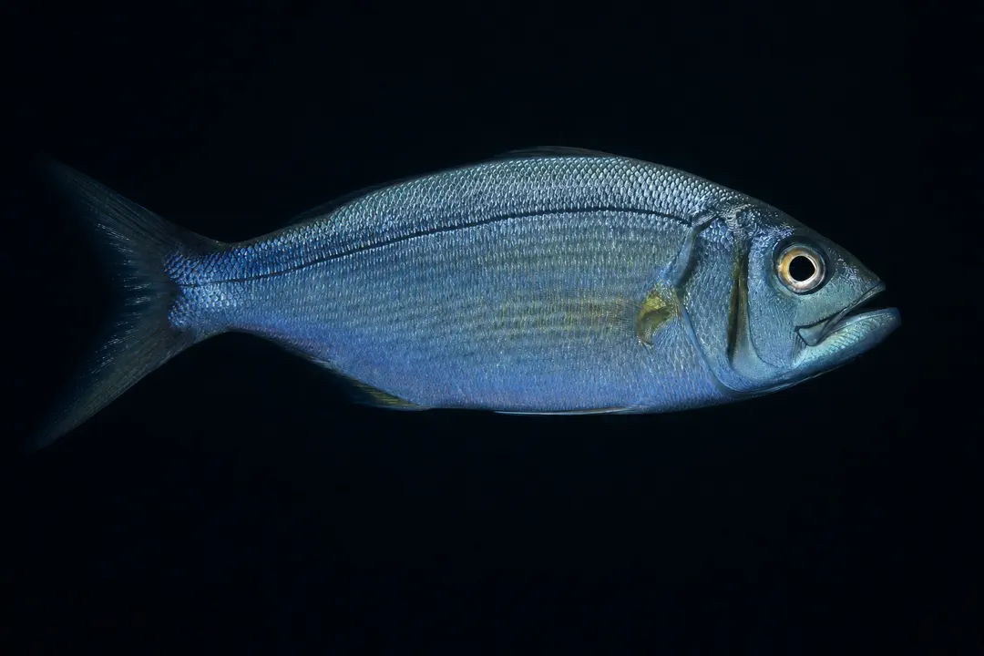 Smalltoothed Jobfish (Aphareus furca)