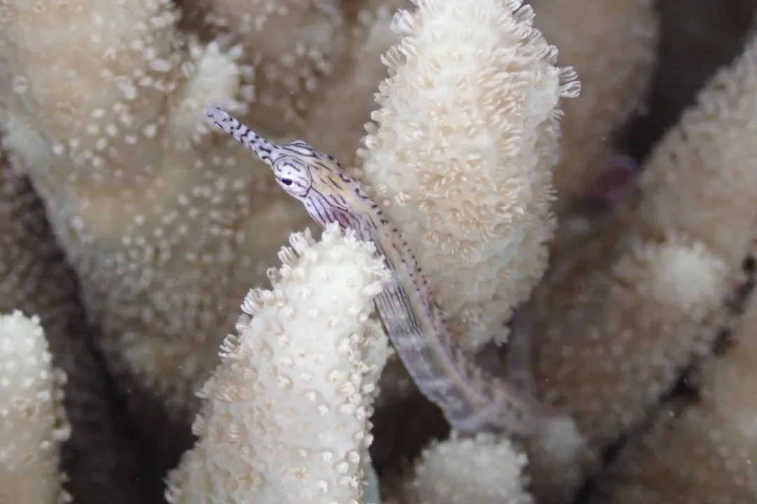 Scribbled Pipefish (Corythoichthys intestinalis)