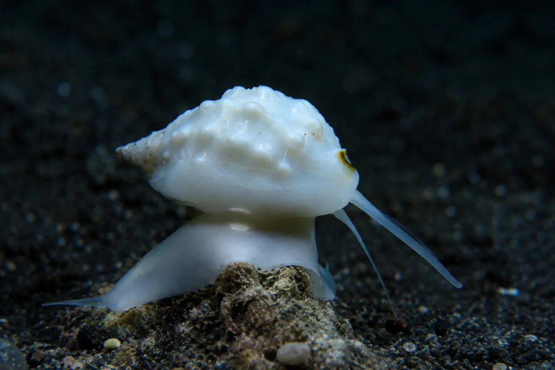 Elegant Conch (Canarium erythrinum)