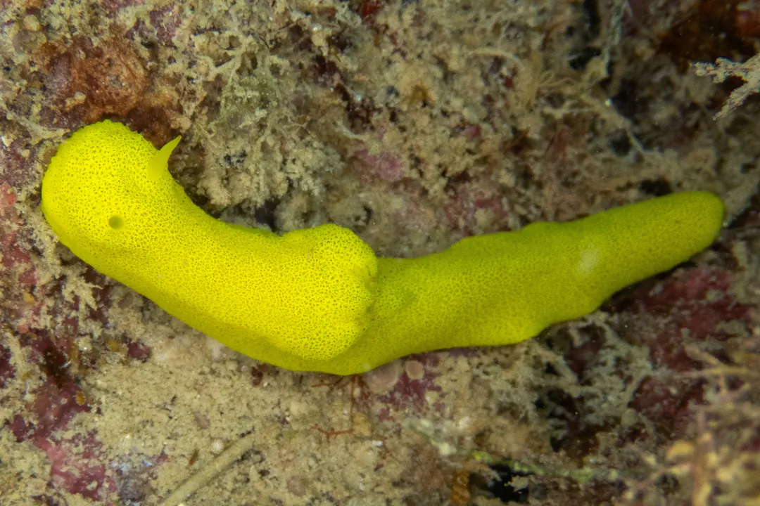 Lemon Nudibranch (Notodoris citrina)
