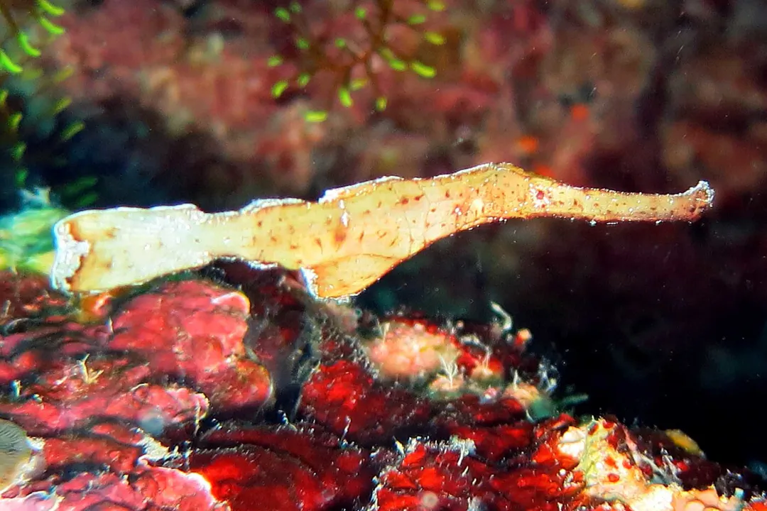 Robust Ghost Pipefish (yellow)