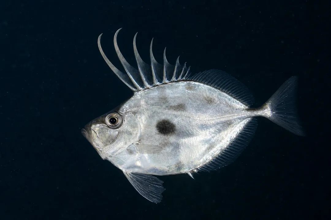 Mirror Dory (Zenopsis nebulosa)